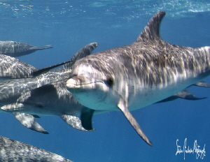 A day of dolphins in the Bahamas was quite a treat as we ... by Steven Anderson 